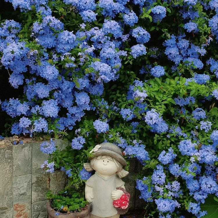Blue Plumbago Flower Seeds - Blue Gem in the Garden