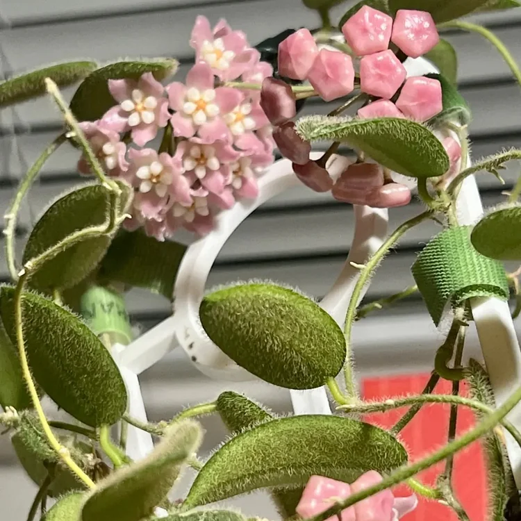 Hoya thomsonii pink