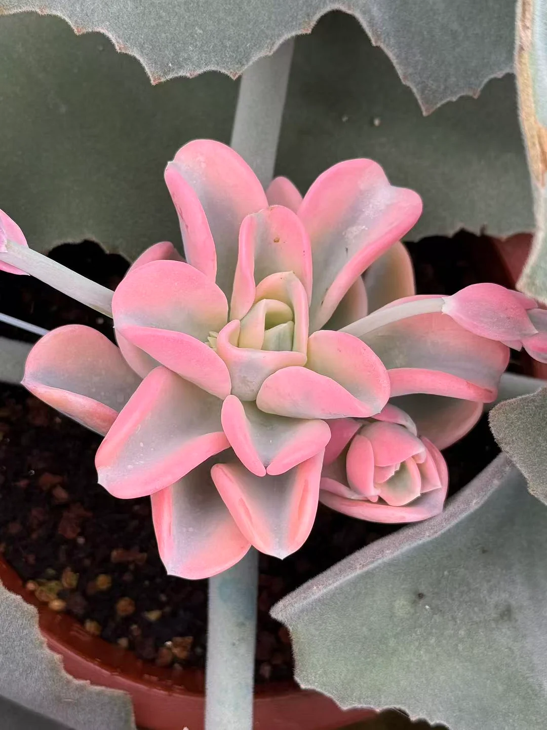 plant Aeonium Echeveria Haworthia  Caudex  Lithops Cactus  Agave 