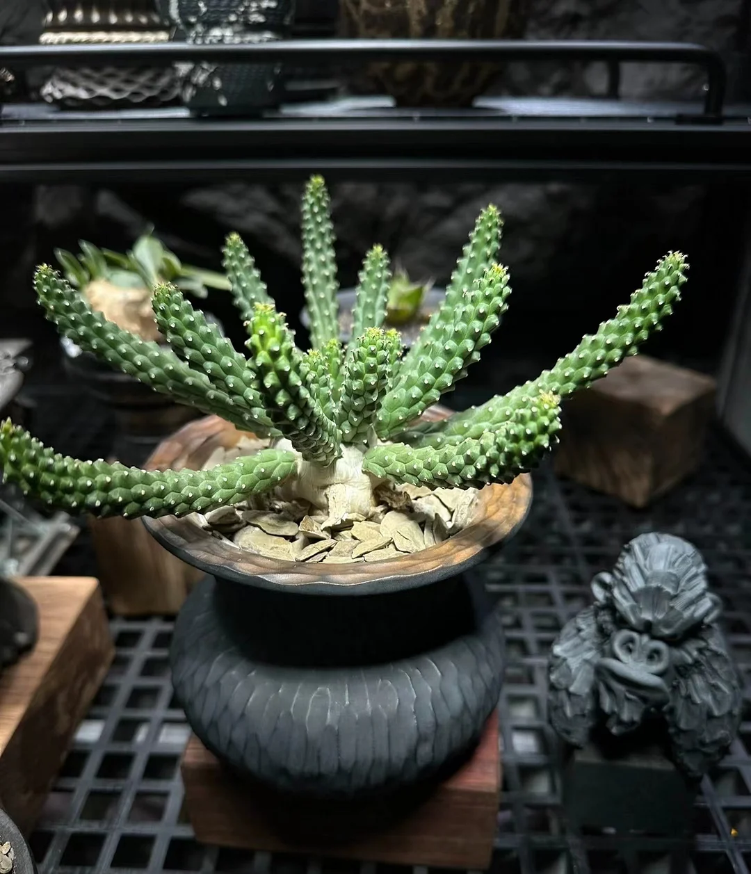 plant Aeonium Echeveria Haworthia  Caudex  Lithops Cactus  Agave 