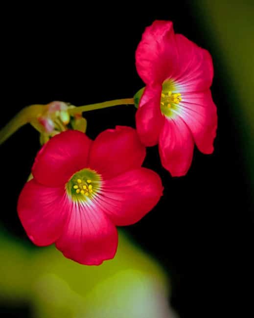 

Pink Sweet Brier – Paint By Numbers - 40*50CM, 501 Original