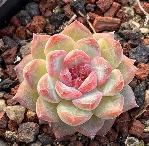 plant Aeonium Echeveria Haworthia  Caudex  Lithops Cactus  Agave 