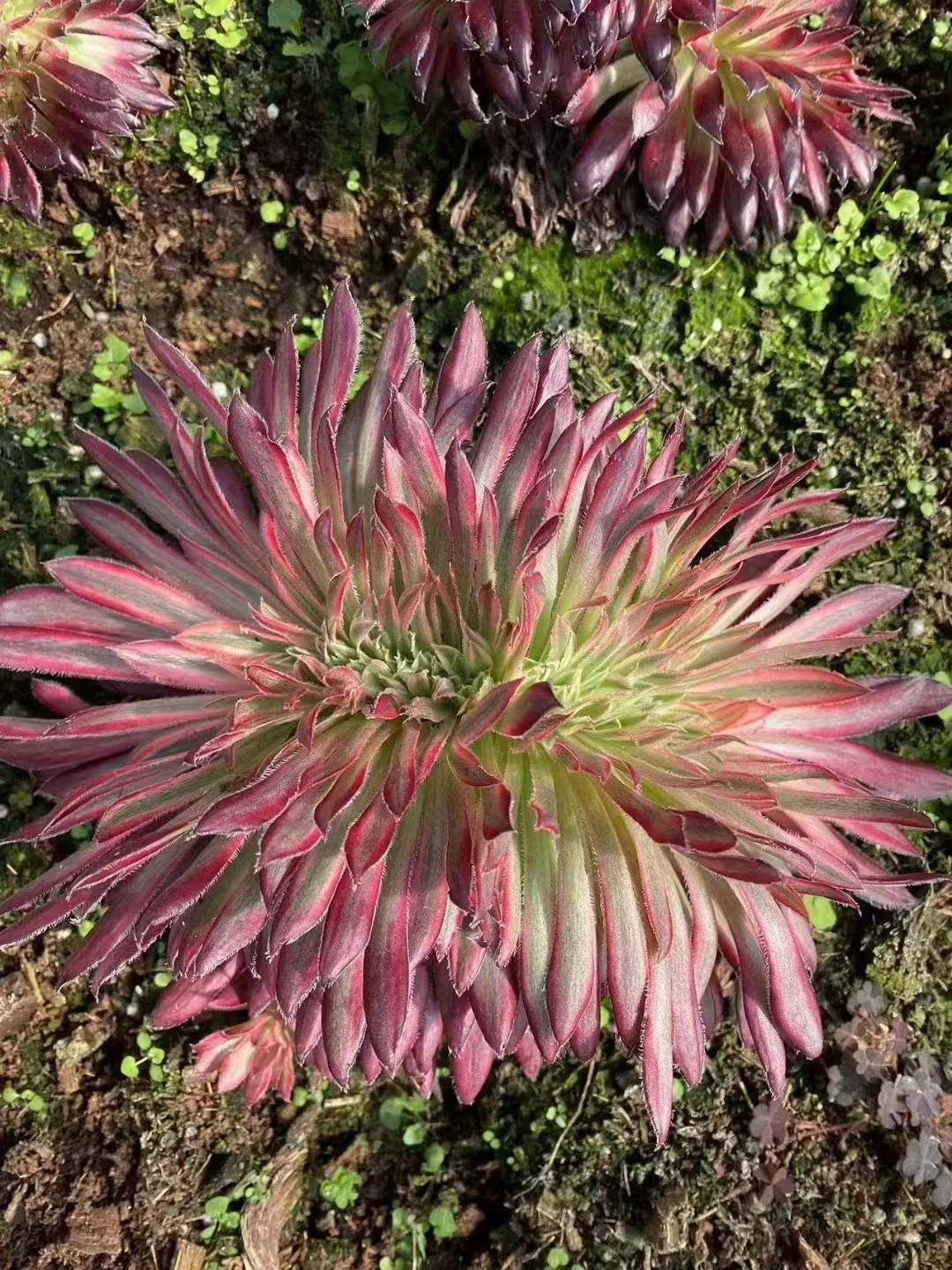 plant Aeonium Echeveria Haworthia  Caudex  Lithops Cactus  Agave 