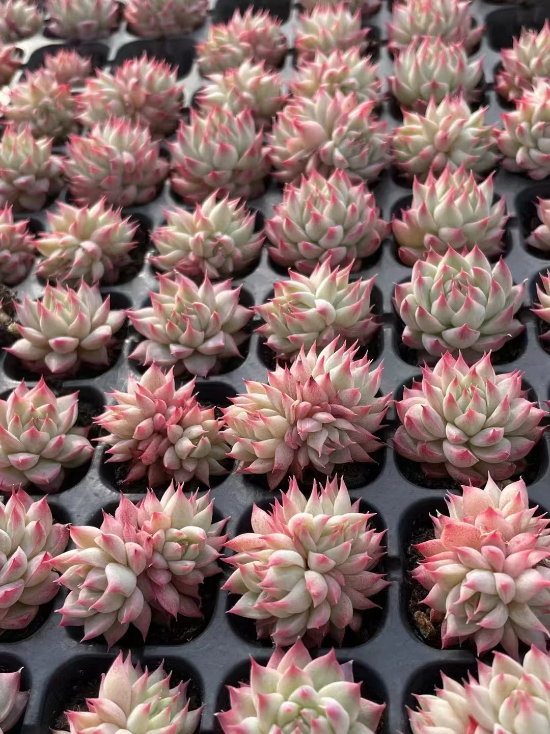 plant Aeonium Echeveria Haworthia  Caudex  Lithops Cactus  Agave 