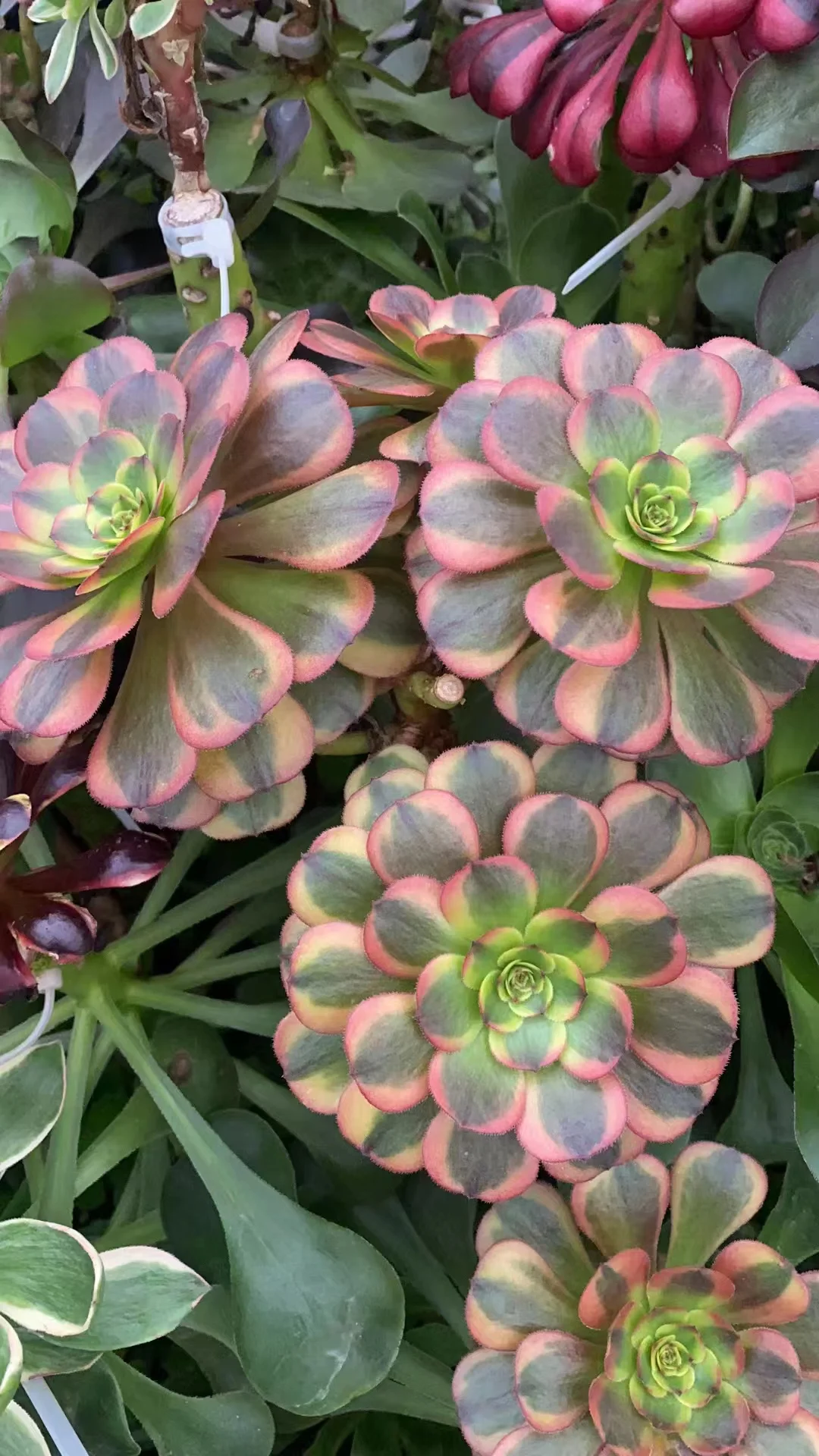 plant Aeonium Echeveria Haworthia  Caudex  Lithops Cactus  Agave 