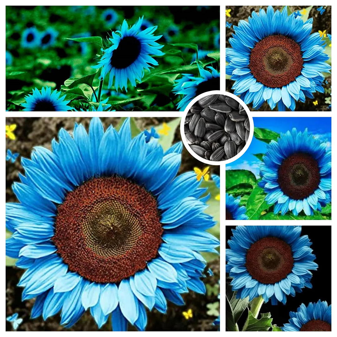 Bright Blue Sunflower Seeds