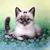 Cute Cat  | Full Round Diamond Painting Kits