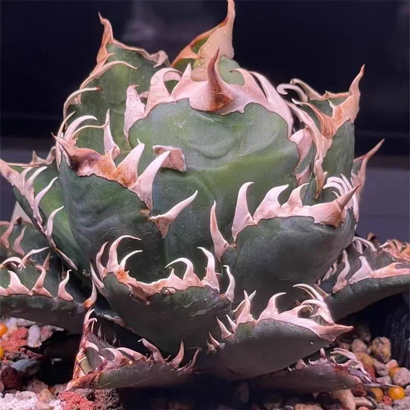 plant Aeonium Echeveria Haworthia  Caudex  Lithops Cactus  Agave 