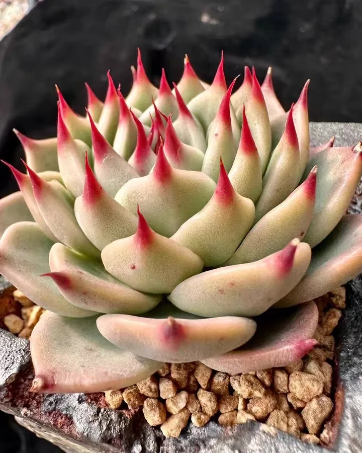 plant Aeonium Echeveria Haworthia  Caudex  Lithops Cactus  Agave 