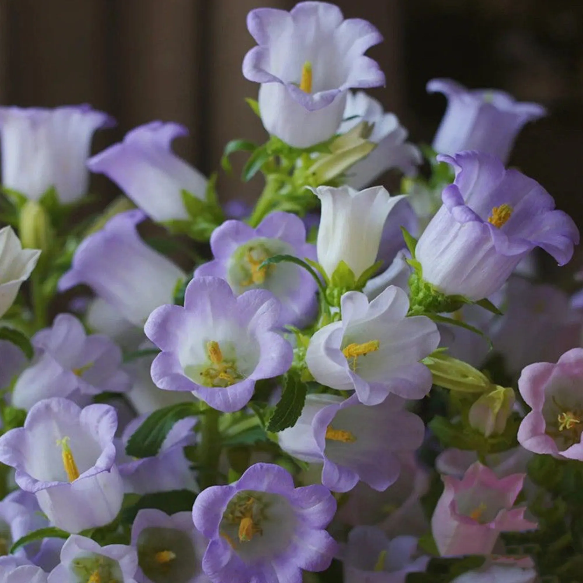 Campanula Seeds, Potted Flower Seeds