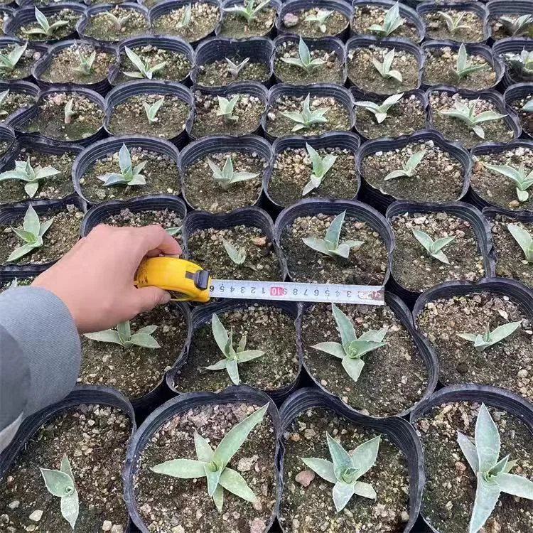 plant Aeonium Echeveria Haworthia  Caudex  Lithops Cactus  Agave 