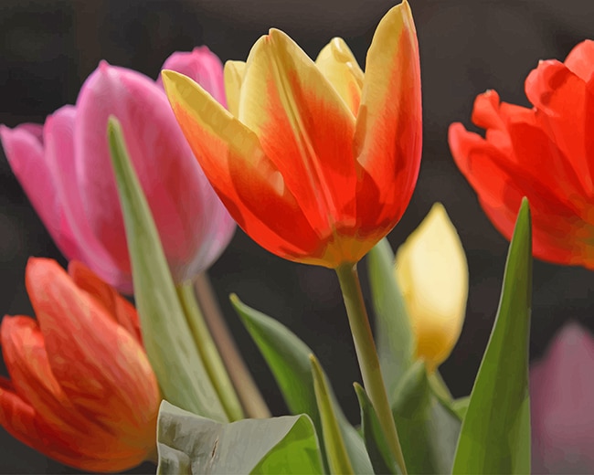 

Tulips Flowers – Paint By Numbers - 40*50CM, 501 Original