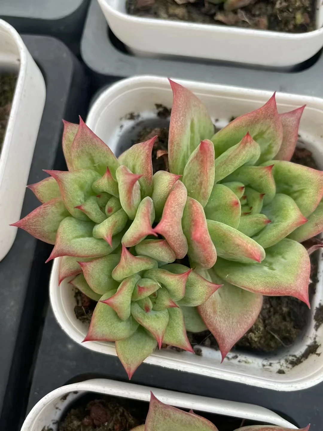 plant Aeonium Echeveria Haworthia  Caudex  Lithops Cactus  Agave 