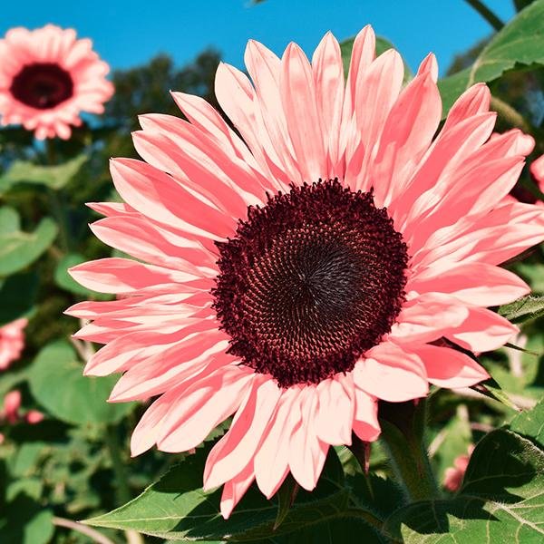 Iris Tectorum Rose Sunflower 50Pcs Pink Sunflower Seeds