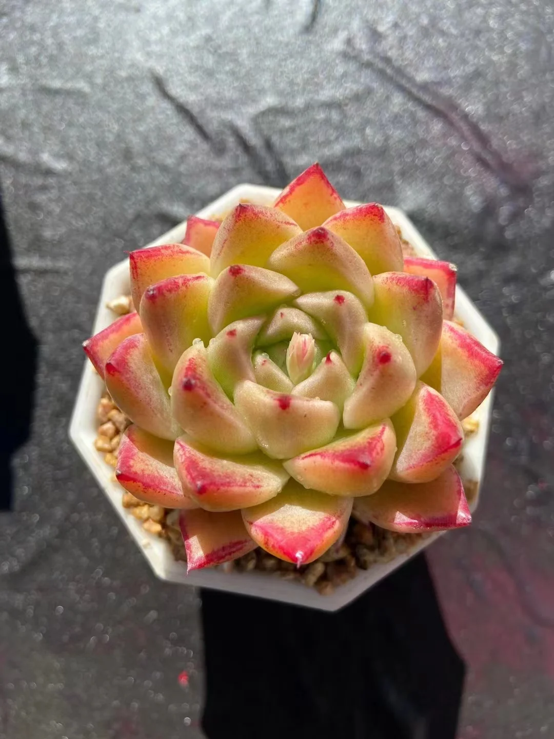 plant Aeonium Echeveria Haworthia  Caudex  Lithops Cactus  Agave 