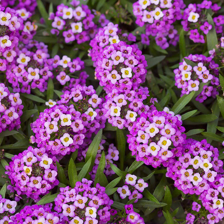 🔥Last Day Promotion 48% OFF-🌺-Sweet Alyssum Seeds (Dwarf) - Royal Carpet- 98% Germination