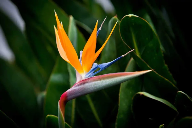 Bird of Paradise: Plant Care & Growing Guide