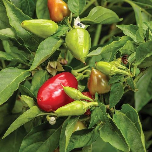 Hot Pepper Jonyparkseed®