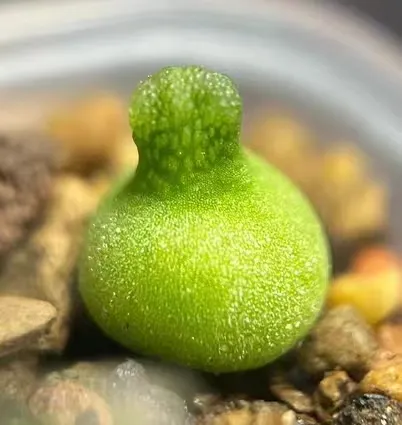 plant Aeonium Echeveria Haworthia  Caudex  Lithops Cactus  Agave 