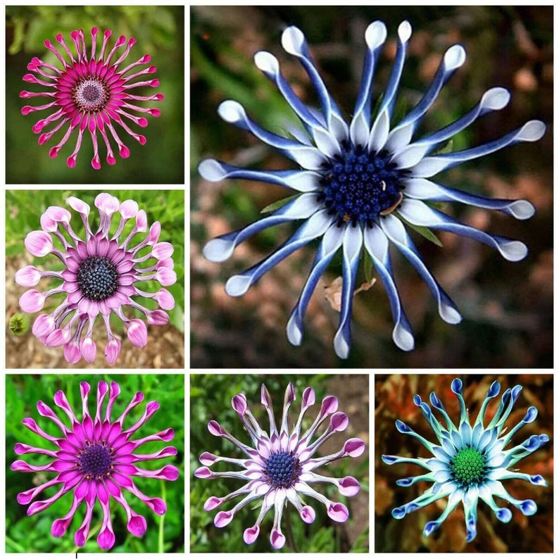 Osteospermum Jonyparkseed®