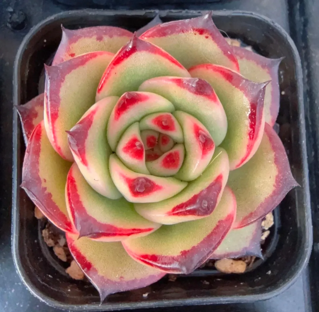 plant Aeonium Echeveria Haworthia  Caudex  Lithops Cactus  Agave 