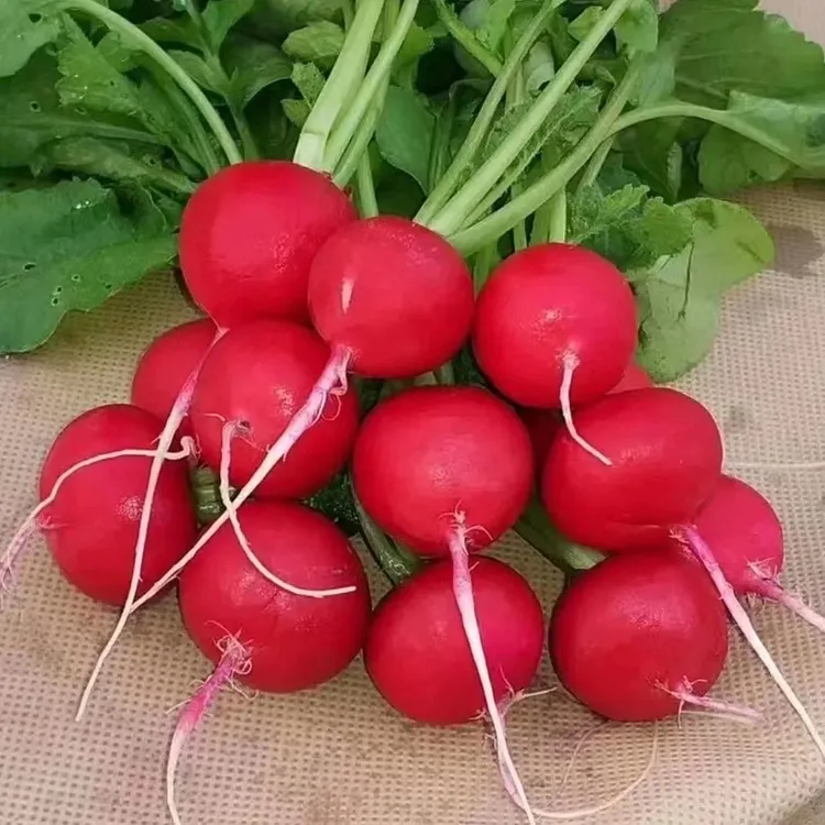 Cherry carrot seeds