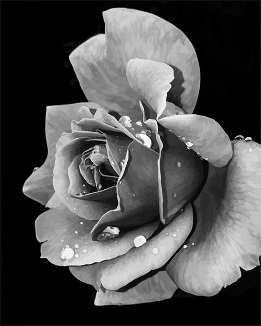

Black and White Rose – Paint By Numbers - 40*50CM, 501 Original