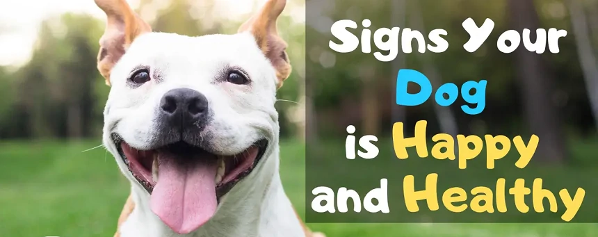12 Signs Your Dog Is Happy and Healthy