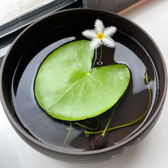 🪷Water Poppy—Unique Natural Beauty