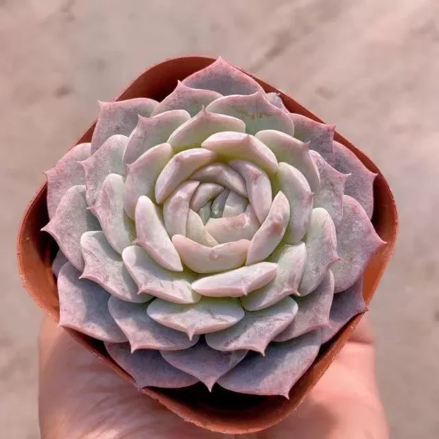 plant Aeonium Echeveria Haworthia  Caudex  Lithops Cactus  Agave 