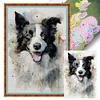 (Stamped/Counted) Border Collie-11CT Cross Stitch 40*60cm(Big Size)