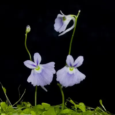 Utricularia sandersonii Seeds