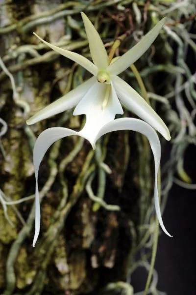 Ghost Orchid Seeds