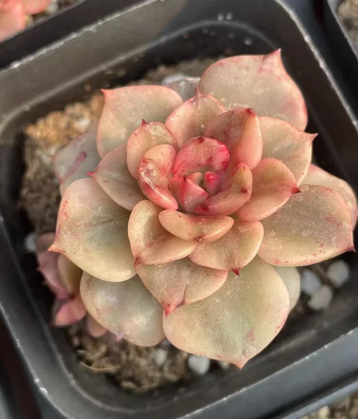28.  Wax peony yellow brocade single head 5-6cm/ Echeveria /  Succulent plants / Garden landscape / Carefully select healthy plants