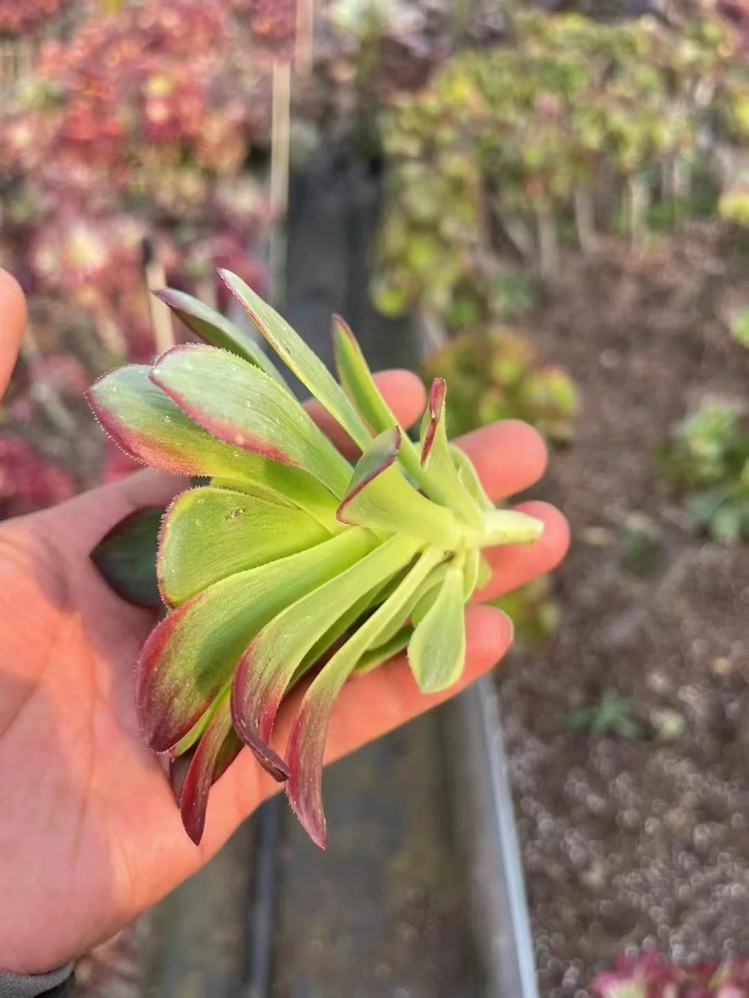 plant Aeonium Echeveria Haworthia  Caudex  Lithops Cactus  Agave 