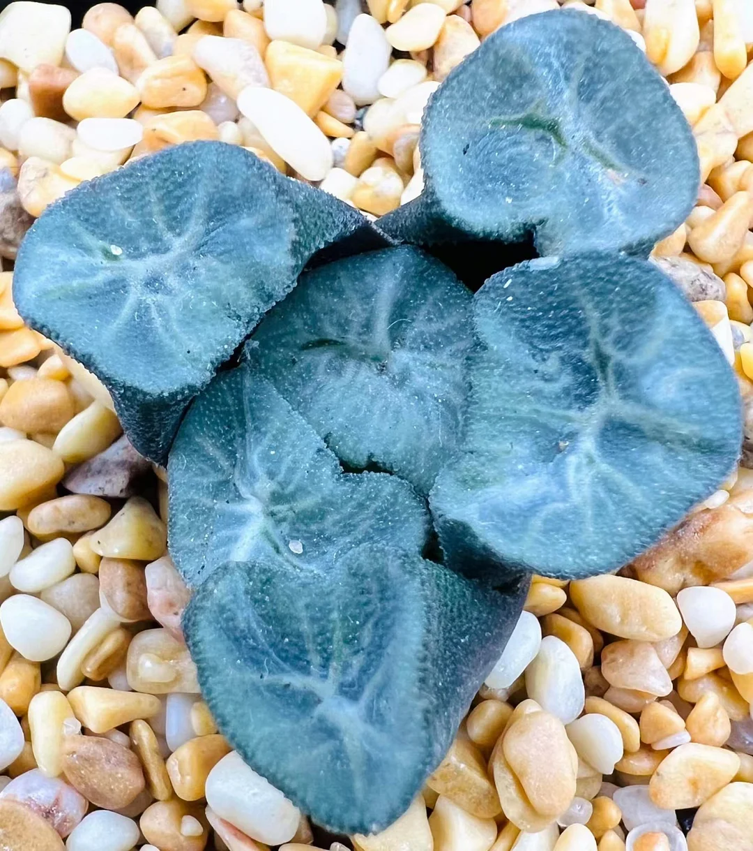 cy8.Haworthia Tenku 4-5cm/ Haworthia/ Succulent plants / Garden landscape / Carefully select healthy plants