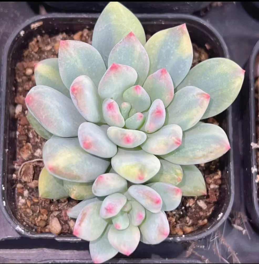 plant Aeonium Echeveria Haworthia  Caudex  Lithops Cactus  Agave 