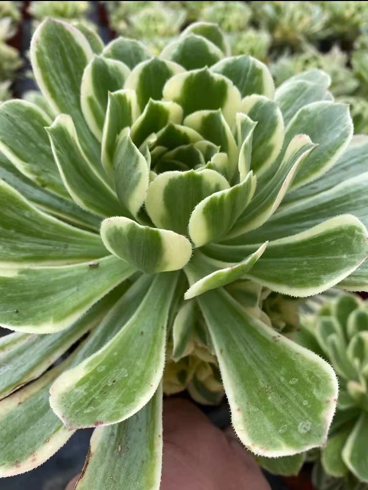 plant Aeonium Echeveria Haworthia  Caudex  Lithops Cactus  Agave 