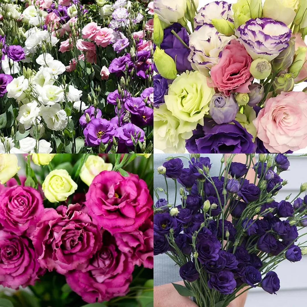 Premium Lisianthus Seeds – Grow Elegant, Long-Lasting Blooms in Your Garden