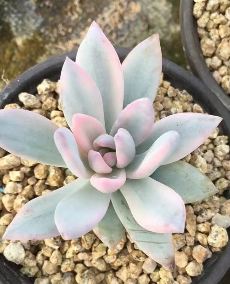 plant Aeonium Echeveria Haworthia  Caudex  Lithops Cactus  Agave 