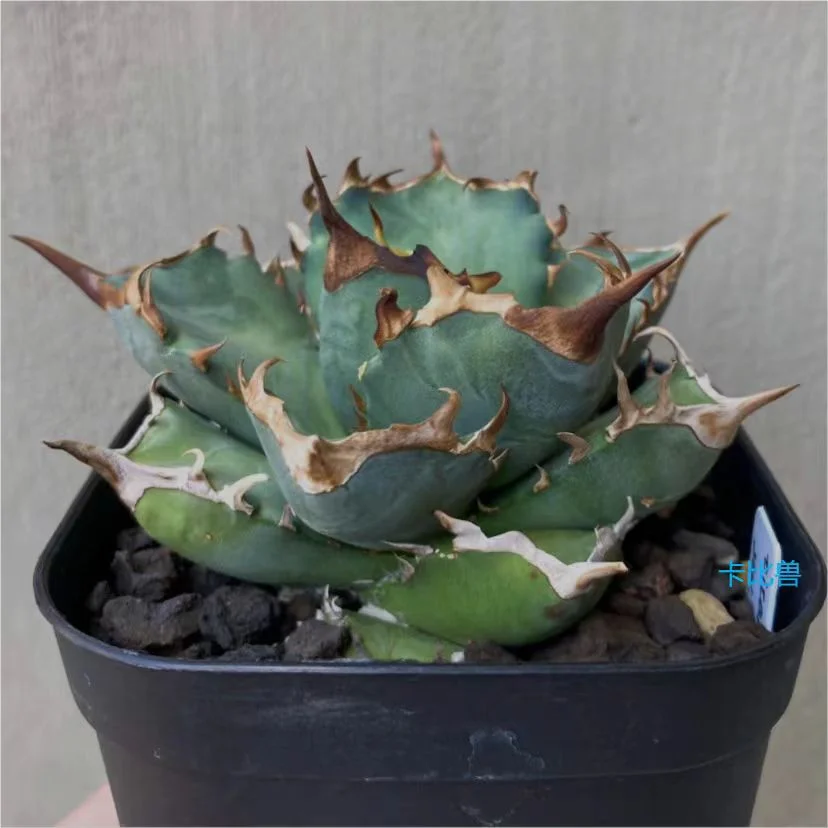 abld3.Agave Titanota  Ashura 8cm/Agave plants / Succulent plants / Garden landscape / Carefully select healthy plants