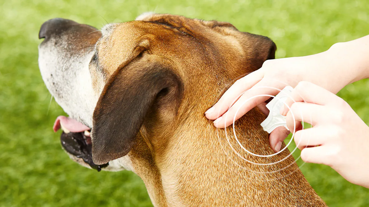 Parting a dog's coat so topical flea treatment reaches the skin