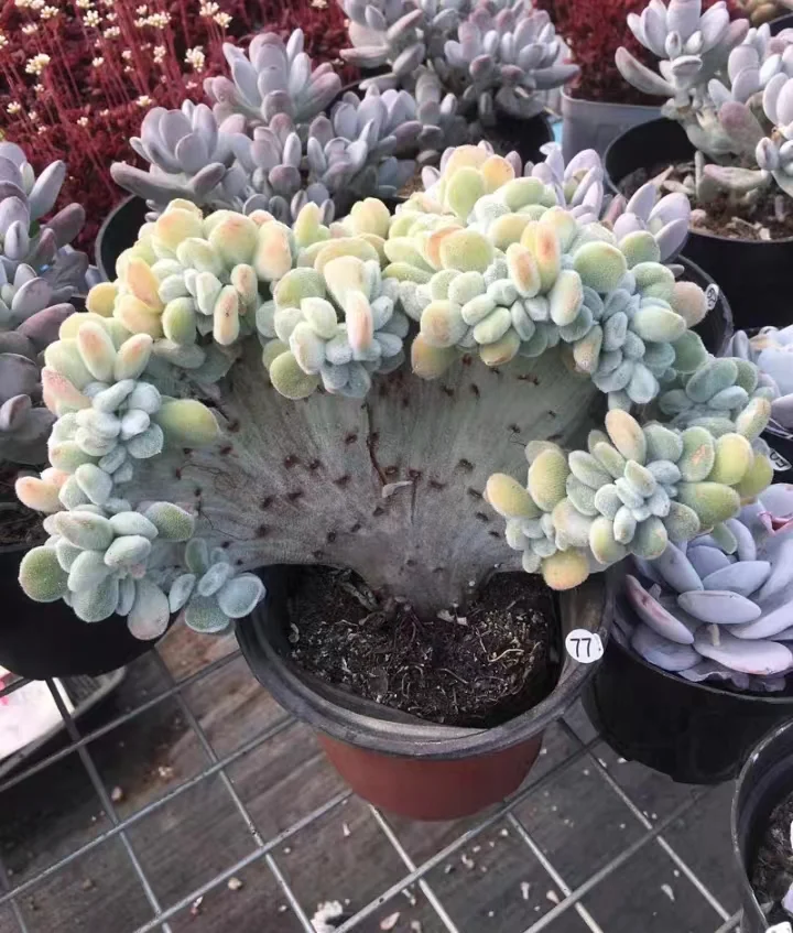 plant Aeonium Echeveria Haworthia  Caudex  Lithops Cactus  Agave 