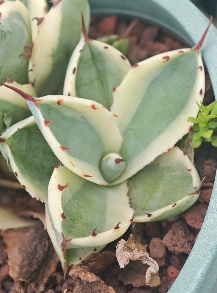 plant Aeonium Echeveria Haworthia  Caudex  Lithops Cactus  Agave 