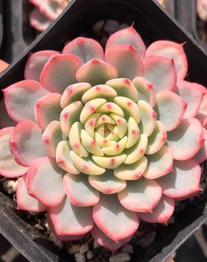 278. Echeveria Minima brocade single head 5-6cm/ Echeveria /  Succulent plants / Garden landscape / Carefully select healthy plants