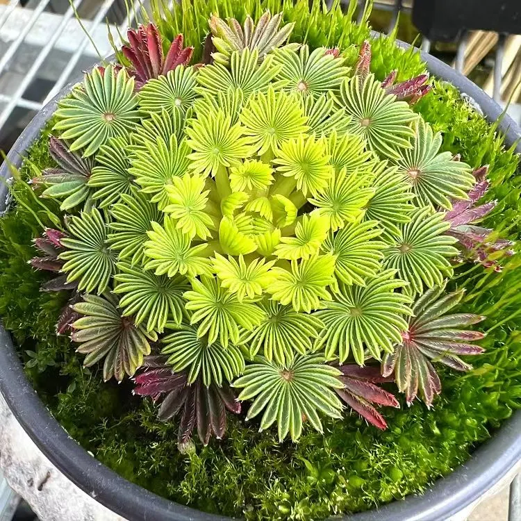 plant Aeonium Echeveria Haworthia  Caudex  Lithops Cactus  Agave 