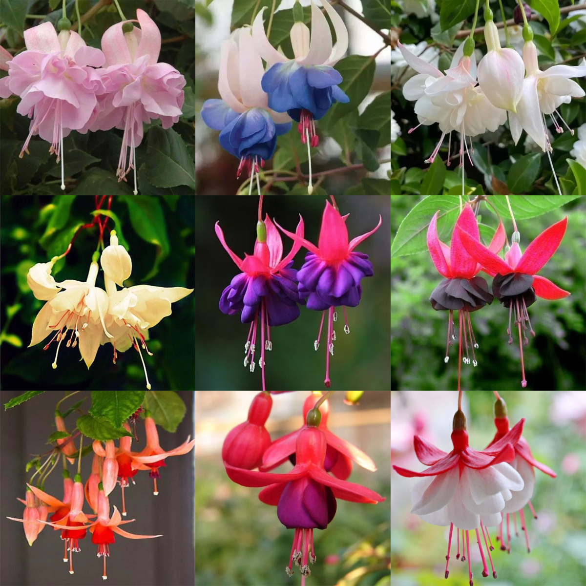 🧚🏼Fuchsia Flowers Seeds-Dancing Elf🪴Bonsai