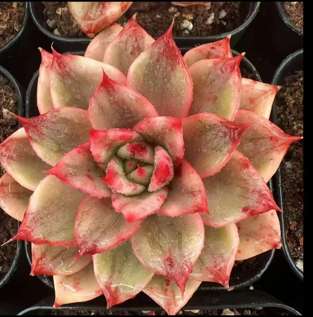 plant Aeonium Echeveria Haworthia  Caudex  Lithops Cactus  Agave 