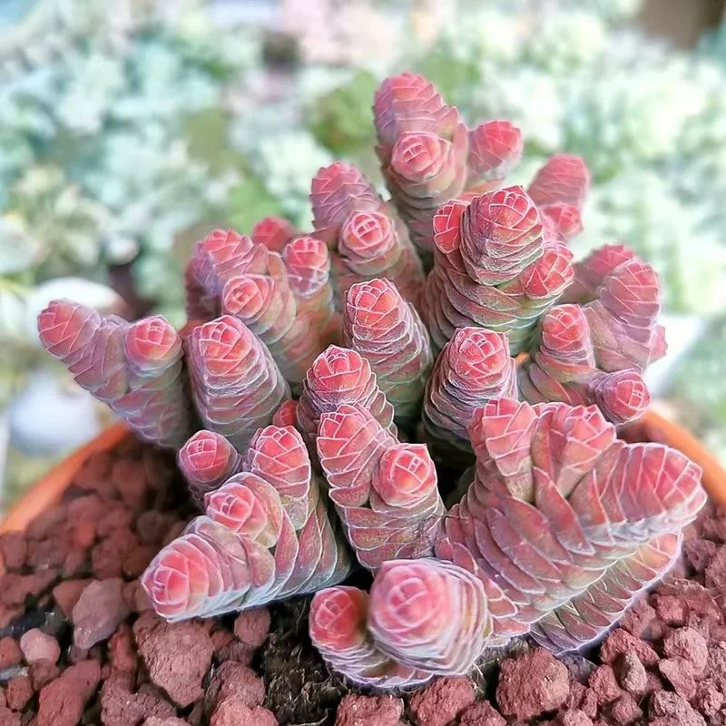 plant Aeonium Echeveria Haworthia  Caudex  Lithops Cactus  Agave 