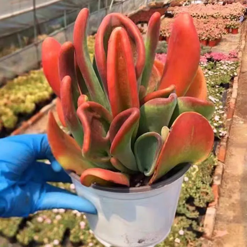 plant Aeonium Echeveria Haworthia  Caudex  Lithops Cactus  Agave 
